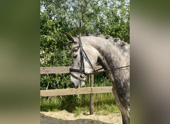 Oldenburg, Mare, 6 years, 16 hh, Grey-Dapple