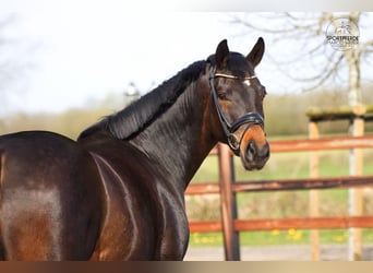 Oldenburg, Mare, 6 years, 16,1 hh, Bay-Dark