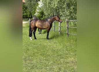 Oldenburg, Mare, 6 years, 16,1 hh, Bay-Dark