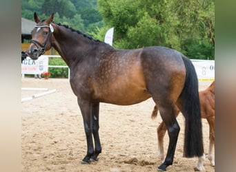 Oldenburg, Mare, 6 years, 16,1 hh, Bay-Dark