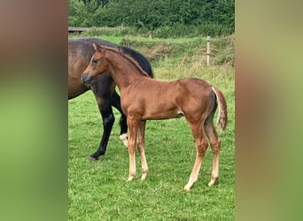 Oldenburg, Mare, 6 years, 16,1 hh, Bay-Dark