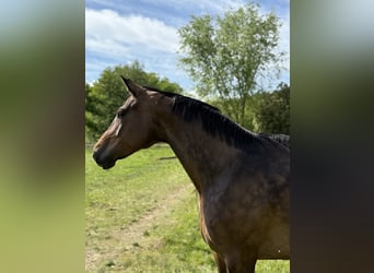Oldenburg, Mare, 6 years, 16,1 hh, Bay-Dark