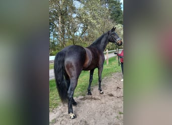 Oldenburg, Mare, 6 years, 16,1 hh, Bay-Dark