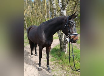Oldenburg, Mare, 6 years, 16,1 hh, Bay-Dark