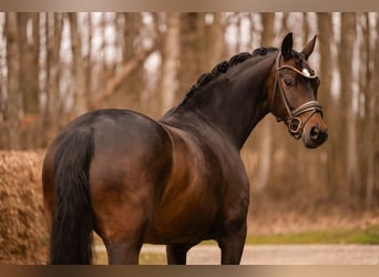 Oldenburg, Mare, 6 years, 16,1 hh, Bay-Dark
