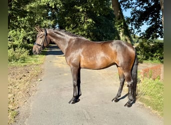 Oldenburg, Mare, 6 years, 16,1 hh, Bay-Dark