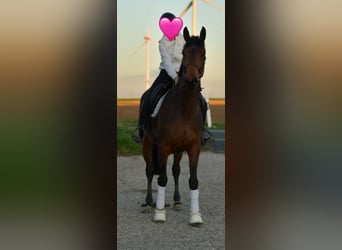 Oldenburg, Mare, 6 years, 16,1 hh, Brown