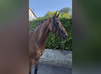 Oldenburg, Mare, 6 years, 16,1 hh, Brown