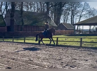 Oldenburg, Mare, 6 years, 16,1 hh, Brown