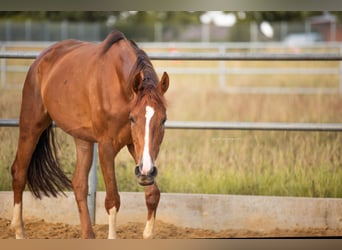 Oldenburg, Mare, 6 years, 16,1 hh, Chestnut