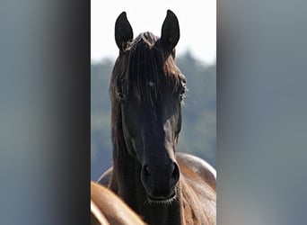 Oldenburg, Mare, 6 years, 16,2 hh, Black