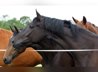 Oldenburg, Mare, 6 years, 16,2 hh, Black