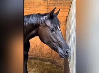 Oldenburg, Mare, 6 years, 16,2 hh, Black