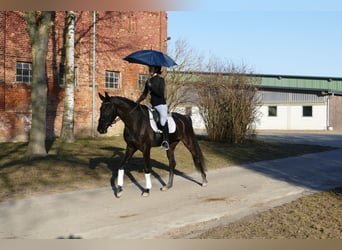 Oldenburg, Mare, 6 years, 16,2 hh, Black