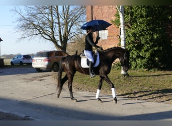 Oldenburg, Mare, 6 years, 16,2 hh, Black