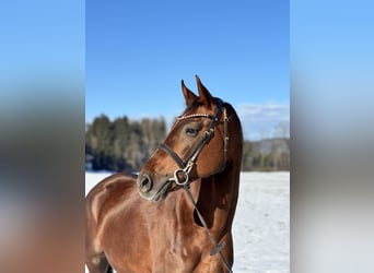 Oldenburg, Mare, 6 years, 16,2 hh, Chestnut