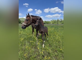 Oldenburg, Mare, 6 years, 16,2 hh, Chestnut-Red