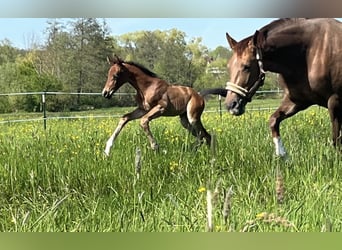 Oldenburg, Mare, 6 years, 16,2 hh, Chestnut-Red