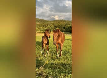 Oldenburg, Mare, 6 years, 16,2 hh, Chestnut-Red