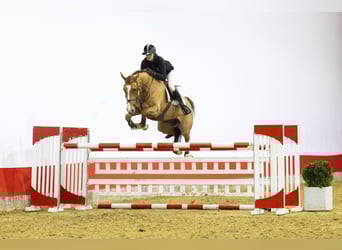 Oldenburg, Mare, 6 years, 16,2 hh