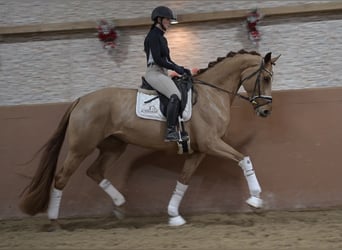 Oldenburg, Mare, 6 years, 16,3 hh, Chestnut-Red