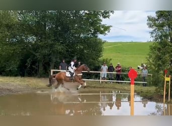 Oldenburg, Mare, 6 years, 17.3 hh, Chestnut-Red