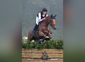 Oldenburg, Mare, 6 years, 17.3 hh, Chestnut-Red