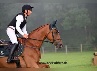 Oldenburg, Mare, 6 years, 17.3 hh, Chestnut-Red