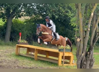 Oldenburg, Mare, 6 years, 17.3 hh, Chestnut-Red