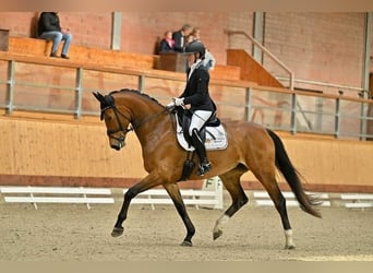 Oldenburg, Mare, 6 years, 17 hh, Brown