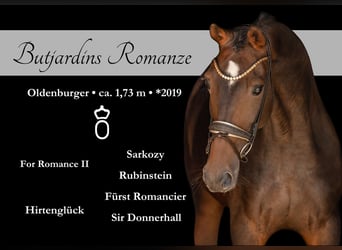 Oldenburg, Mare, 6 years, 17 hh, Brown