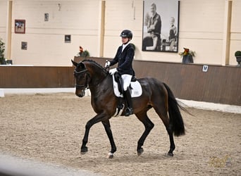 Oldenburg, Mare, 6 years, 17 hh, Brown
