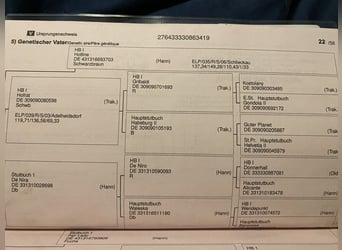 Oldenburg, Mare, 6 years, 17 hh, Brown-Light