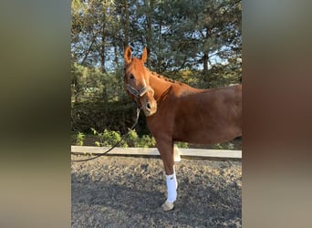 Oldenburg, Mare, 6 years, 17,1 hh, Chestnut-Red
