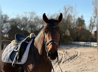 Oldenburg, Mare, 6 years, Bay-Dark