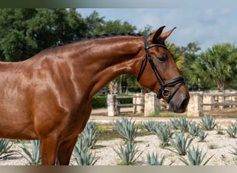 Oldenburg, Mare, 6 years, Bay
