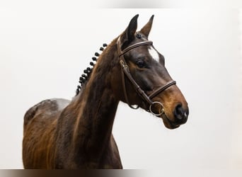 Oldenburg, Mare, 7 years, 15,2 hh, Bay-Dark