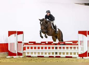 Oldenburg, Mare, 7 years, 15,2 hh, Bay-Dark