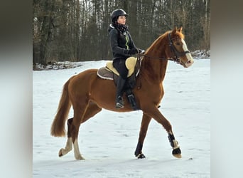 Oldenburg, Mare, 7 years, 15.2 hh, Chestnut-Red