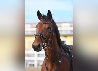Oldenburg, Mare, 7 years, 15.3 hh, Brown