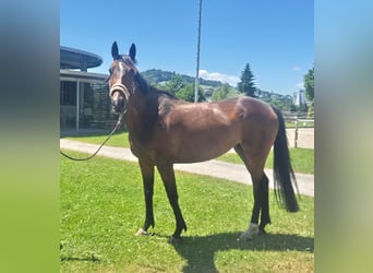 Oldenburg, Mare, 7 years, 15,2 hh, Bay-Dark