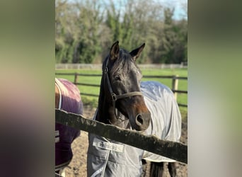 Oldenburg, Mare, 7 years, 16.1 hh, Bay-Dark