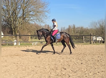 Oldenburg, Mare, 7 years, 16,1 hh, Bay-Dark