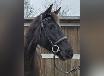 Oldenburg, Mare, 7 years, 16,1 hh, Bay-Dark