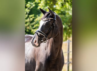 Oldenburg, Mare, 7 years, 16.1 hh, Black