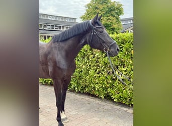 Oldenburg, Mare, 7 years, 16.1 hh, Black