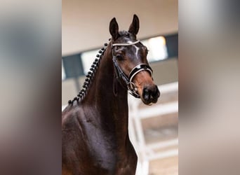 Oldenburg, Mare, 7 years, 16.1 hh, Brown