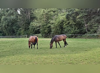 Oldenburg, Mare, 7 years, 16.1 hh, Brown