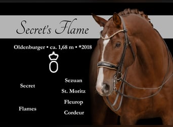 Oldenburg, Mare, 7 years, 16.1 hh, Chestnut