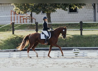 Oldenburg, Mare, 7 years, 16.1 hh, Chestnut